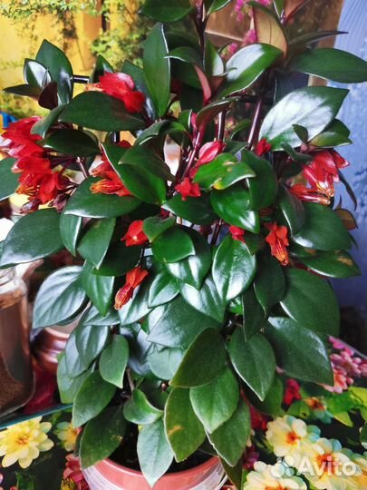 Гипацирта Тигровая