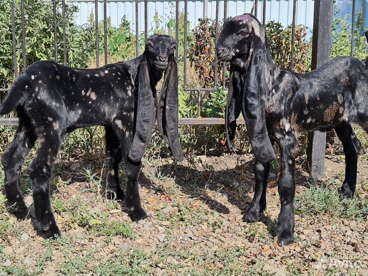 Козы Камори