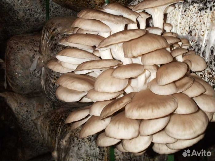 Мицелий грибов Вешенка просто и вкусно