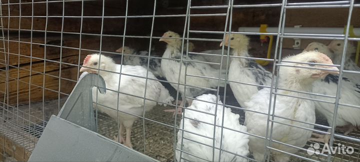Цыплятки суточные и более взрослые породистые