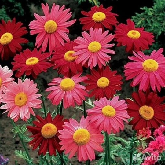 Рассада многолетних цветов