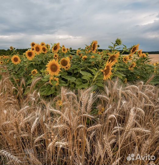 3,4,5 класс Пшеница, Подсол-нечник