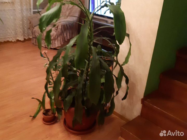 Драцена душистая