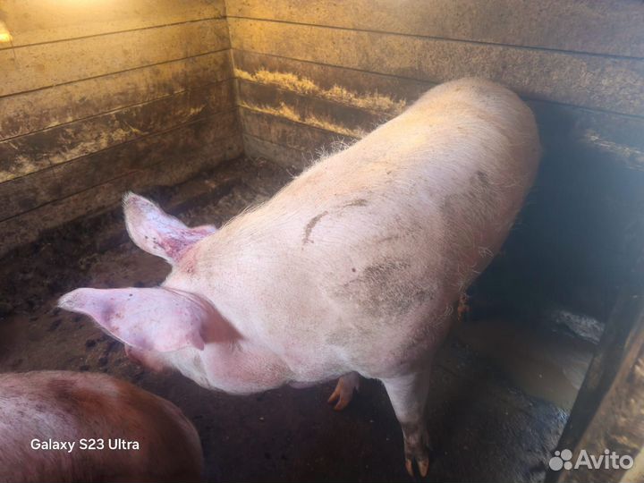 Свини домашние живым весом
