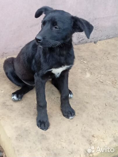 Щенки лабрадора метис