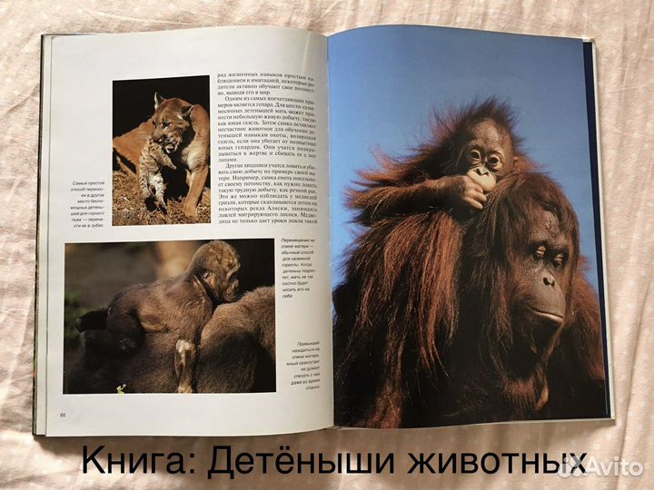 Книги: Энциклопедия, учебник рисования