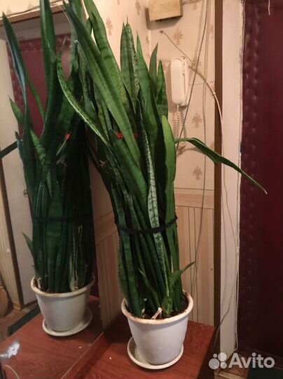 Сансивьерия