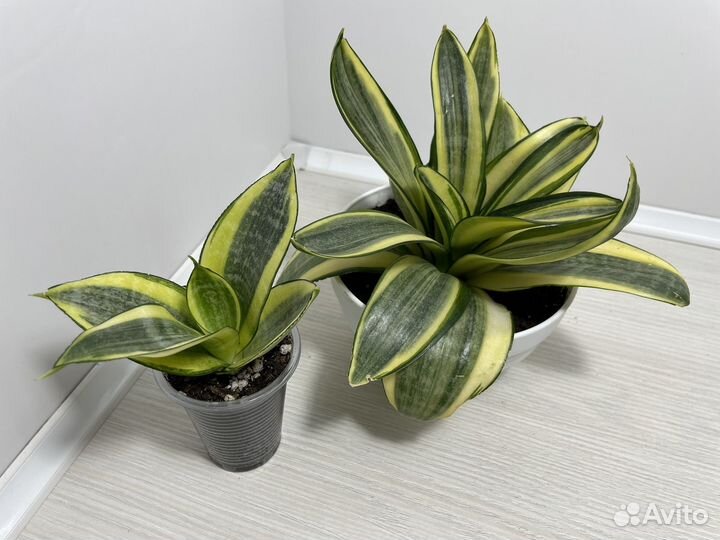 Сансевиерии сортовые
