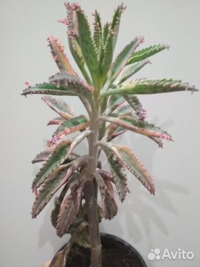 Комнатные растения: Эписция,каланхое Пинк Баттерф