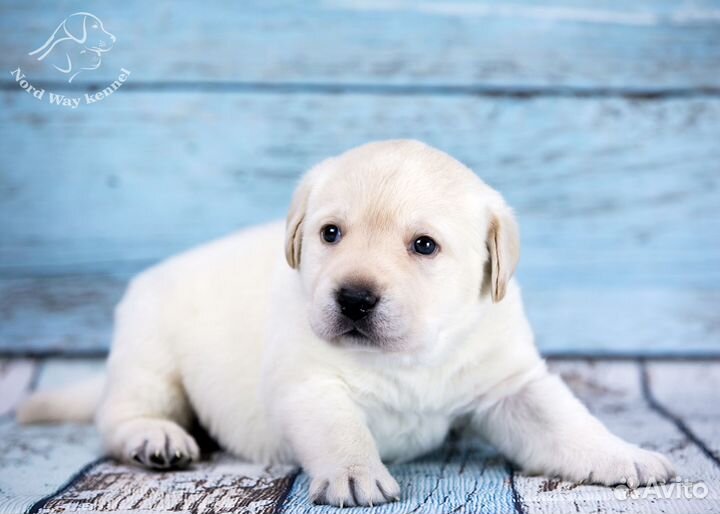 Щенки лабрадора. Питомник