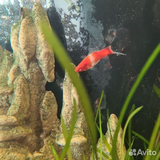 Меченосец санта клаус (кохаку) самцы