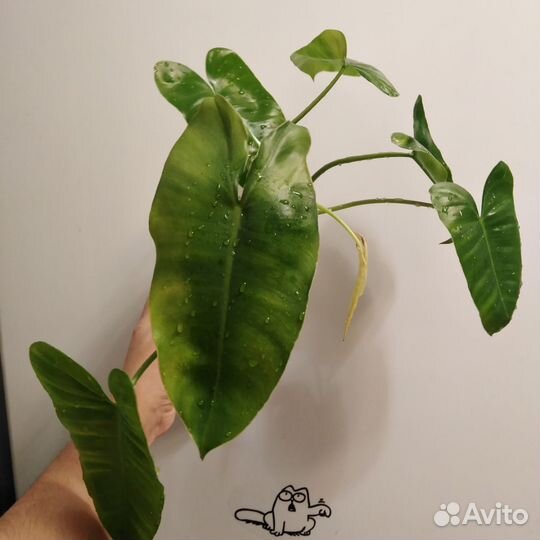 Филодендрон