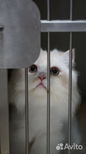 Кот бесплатно