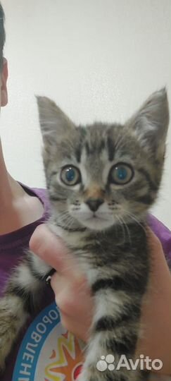 Котенок в дар