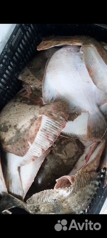 Азовская камбала