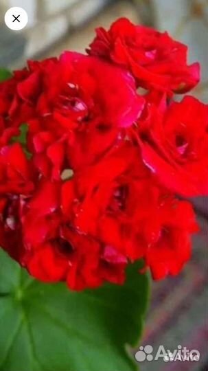 Сортовая герань, пеларгония Rosebud red