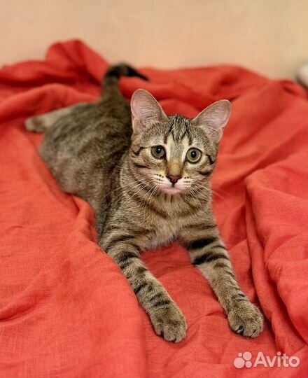 Котенок 4-5 месяцев