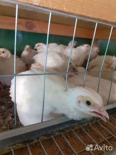 Перепелята суточные