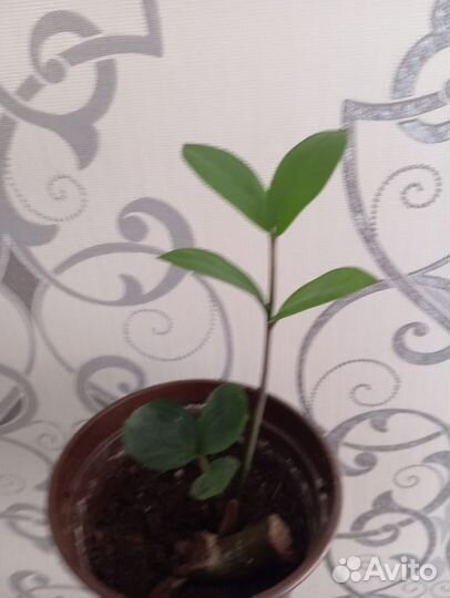 Замиокулькас