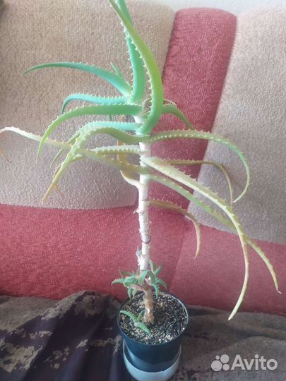 Алоэ и толстянка