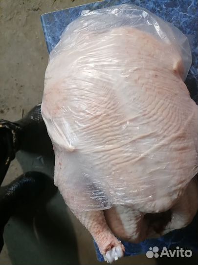 Мясо бройлеров