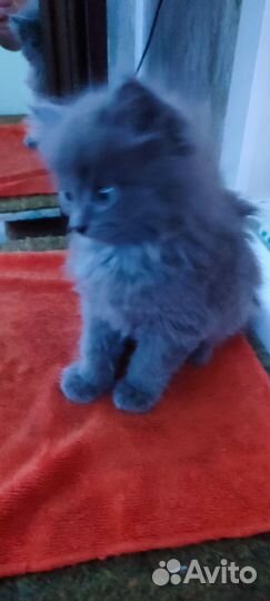 Отдам в добрые руки двух очаровательных котиков