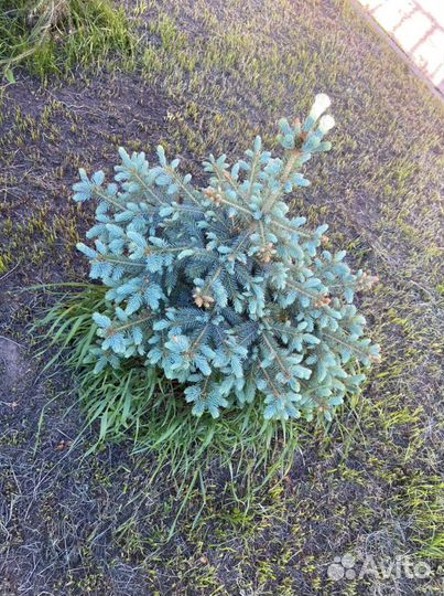 Ель колючия голубая (сизая) саженцы