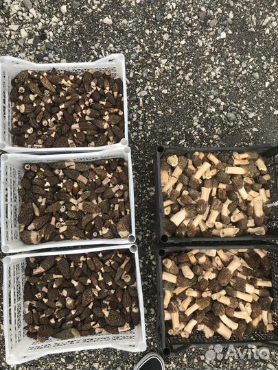 Сморчки и сморчковая шапочка, земляника, лисички