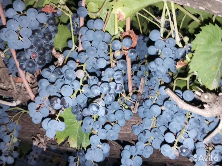 Продукты питания