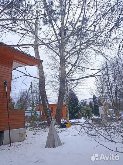 Спил и удаление деревьев