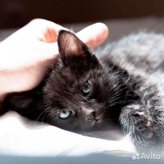 Чёрные котята, мальчики и девочки в добрые руки