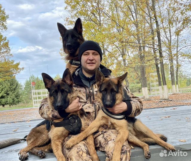 Курс дрессировки от эксперта кинолога гарантия