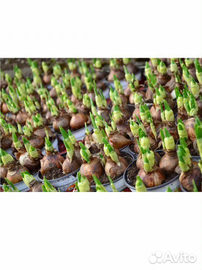 Нарциссы (луковицы)