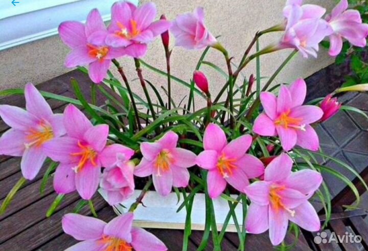 Зефирантес Пинк (розовый)