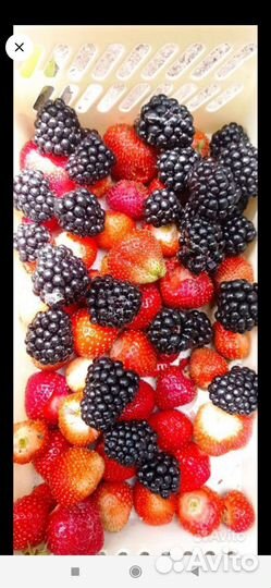 Ежевика, чебуки