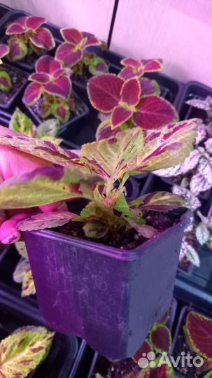 Гипоэстес, колеус