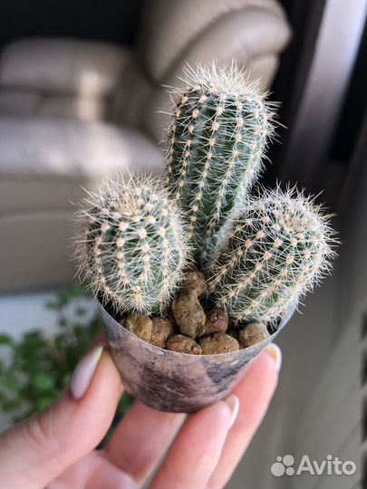 Кактус Echinocereus