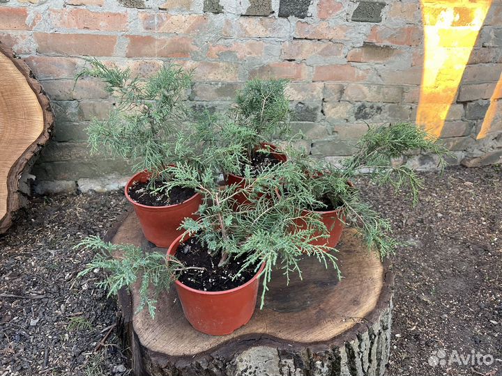 Можжевельник казацкий