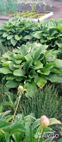 Хоста многолетняя