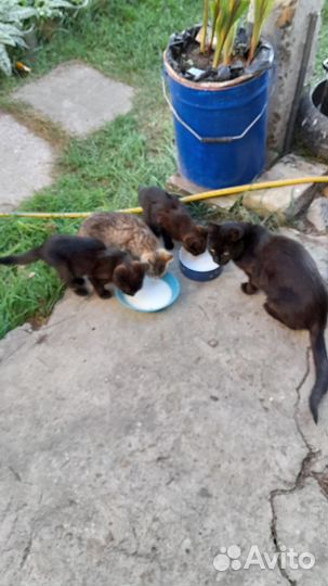 Котята в добрые руки бесплатно