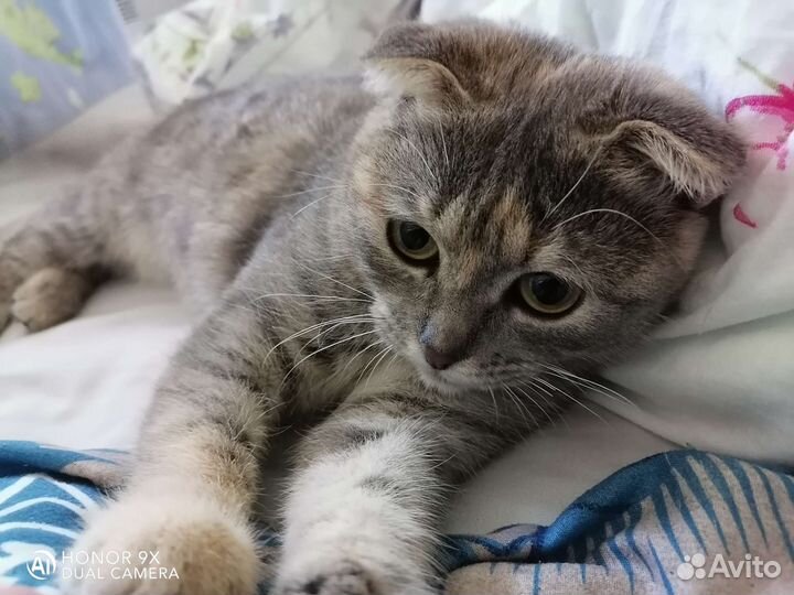 Британские котята