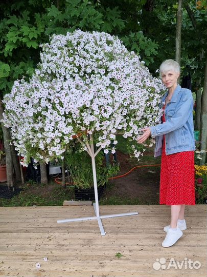 Дерево из петуний