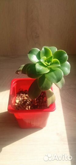 Эониум Киви