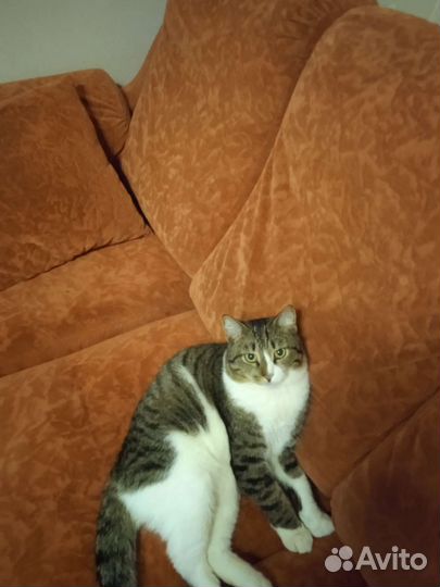 Котик в дар бесплатно