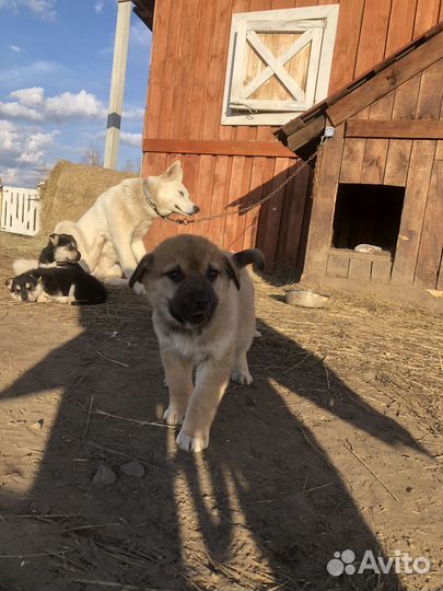 Малыши в поисках дома