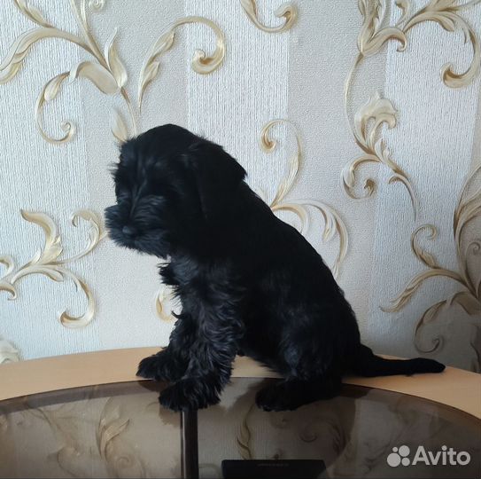 Черный цвергшнауцер