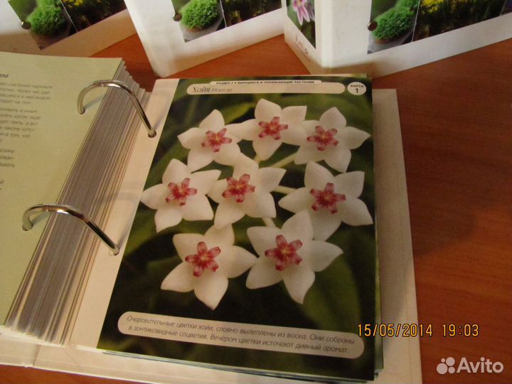 Цветоводство