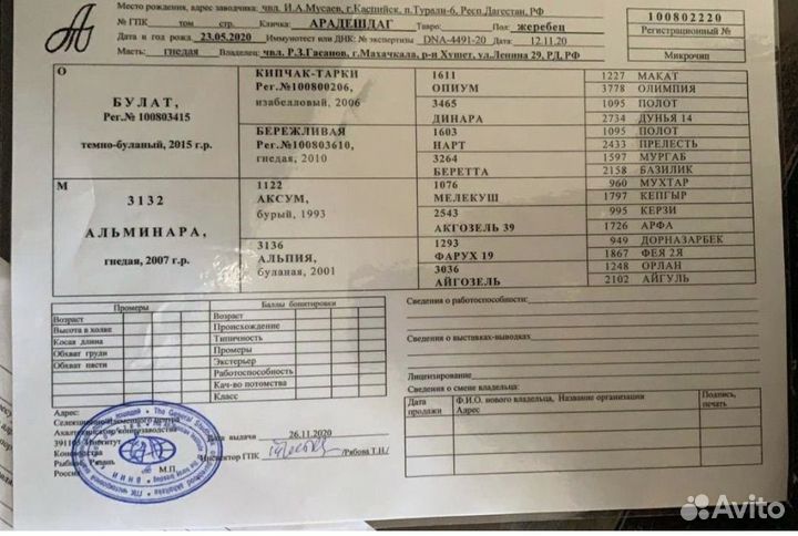 Седло скаковое