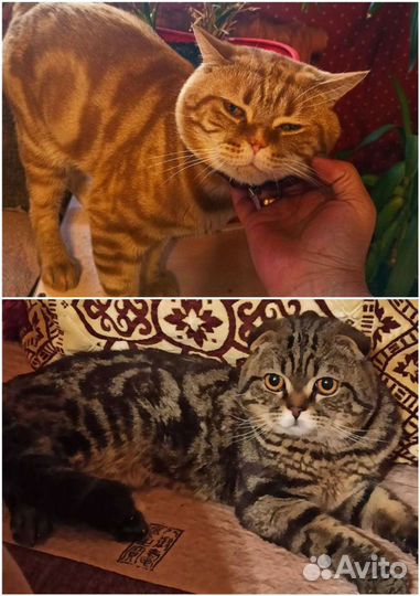 Шотландский кот вязка