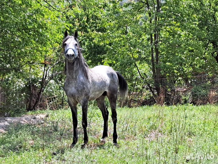 Арабский жеребец